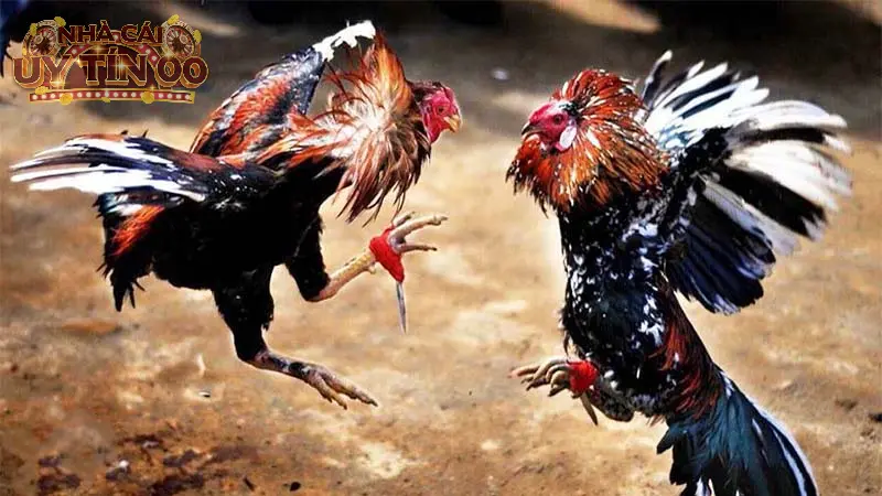 Phát sóng các trận đá gà trên thị trường