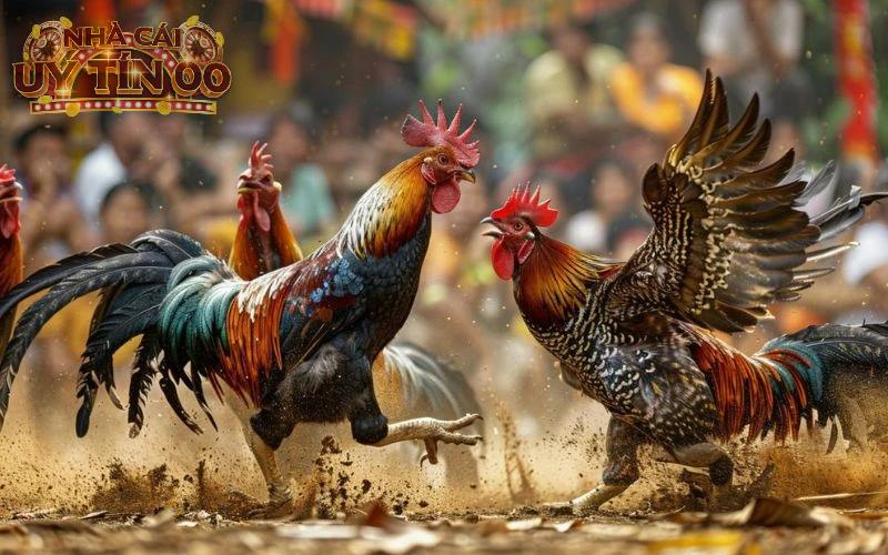 Soc88 cung cấp hàng loạt giải đá gà