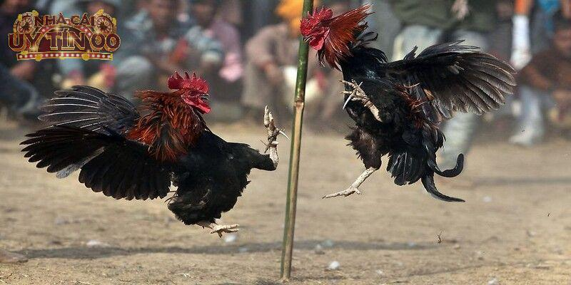 Cá cược đá gà trên các trang uy tín