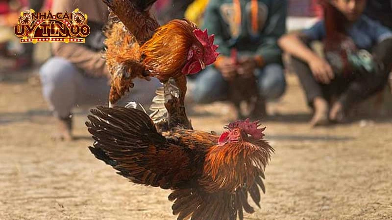 Cập nhật tiêu chí chọn nhà cái chọi gà an toàn không sợ lừa đảo