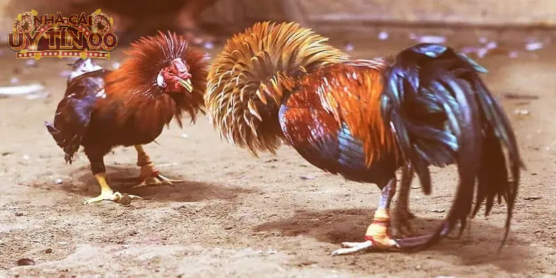 Chọn nhà cái cá cược đá gà tre hàng đầu Việt Nam