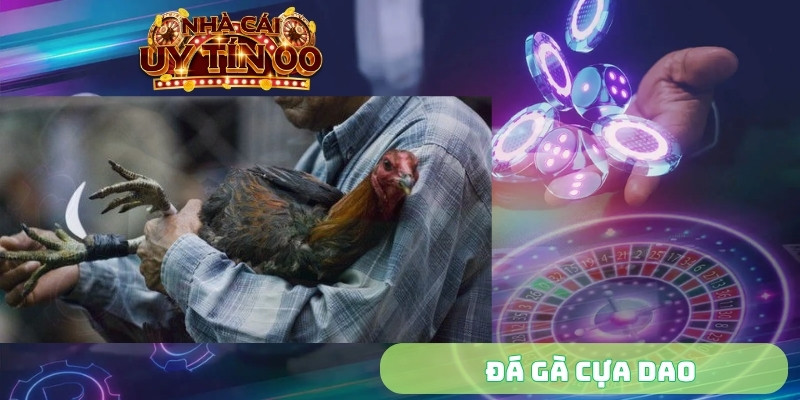 Đá gà cựa dao