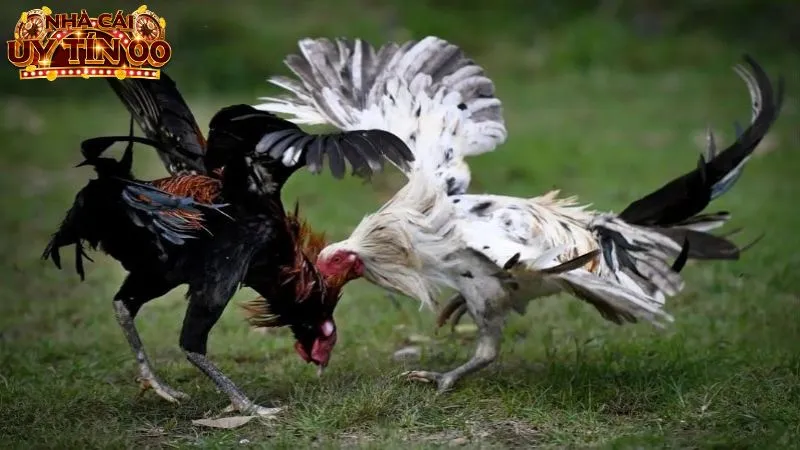 Đá gà online là hình thức giải trí hấp dẫn bậc nhất