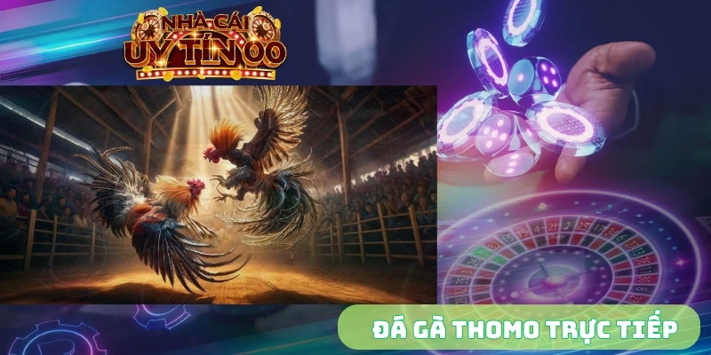 Đá gà Thomo trực tiếp