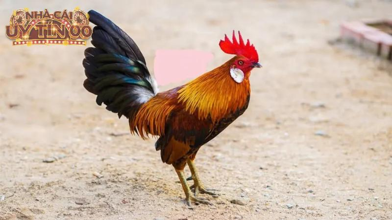 Đảm bảo chế độ luyện tập và dinh dưỡng khoa học
