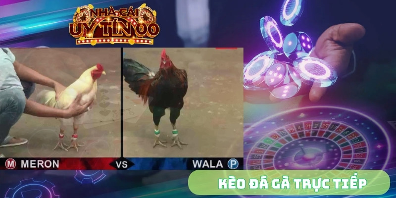 Kèo đá gà trực tiếp
