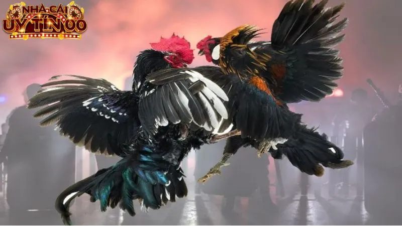 Người chơi chơi đá gà an toàn tại trang cá cược uy tín