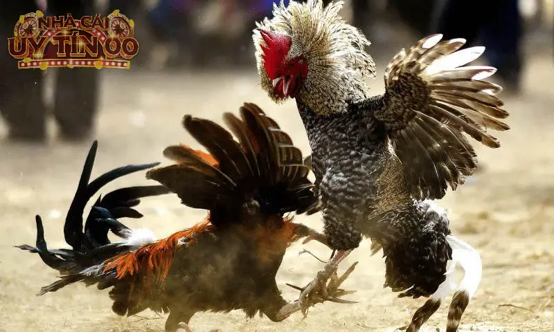 Người chơi lựa chọn kèo cược đá gà theo ý thích