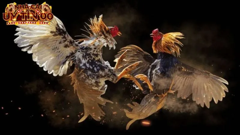 Nhà cái uy tín cần đáp ứng đầy đủ các tiêu chí về chất lượng