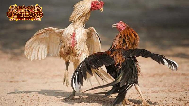 Thể loại đá gà cựa dao tốc độ nhanh, sớm có kết quả