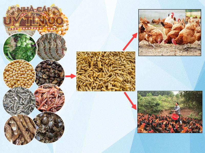 Thức ăn đá gà giúp thần kê phát triển toàn diện