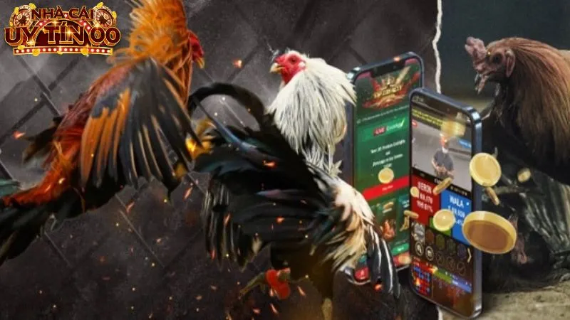 Trải nghiệm xem đá gà trực tuyến tại nhà cái uy tín