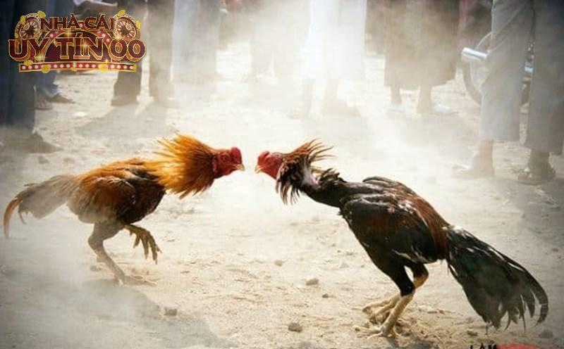 Xem đá gà miễn phí
